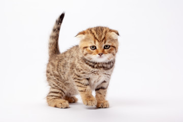 Obraz premium Ginger striped scottish fold kitten