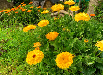 Double orange Flowers. Calendula close up