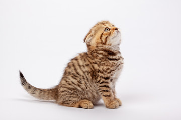 Ginger striped scottish fold kitten
