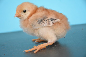 chicks are very cute with their colors and feathers