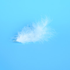 white fluffy bird feather from a chicken on a blue background. square