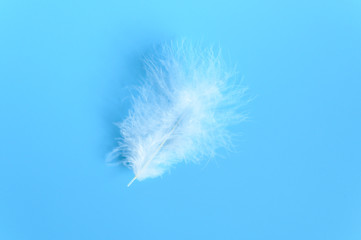 white fluffy bird feather from a chicken on a blue background