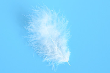 white fluffy bird feather from a chicken on a blue background