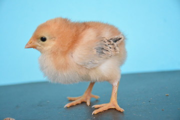 chicks are very cute with their colors and feathers