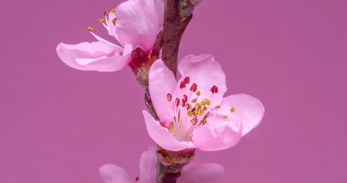 Spring flowers. Peach flowers on an peach branch blossom on a pink background.