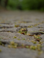 
texture of an old sidewalk in Prague in spring 2020