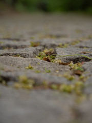 
texture of an old sidewalk in Prague in spring 2020