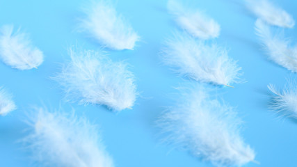 Fototapeta na wymiar group white fluffy bird feather from a chicken on a blue background. banner. regular pattern