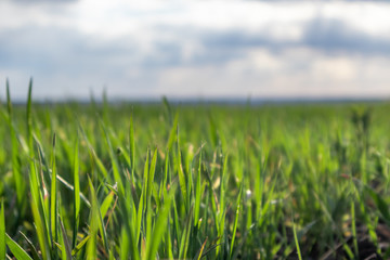 Fototapeta premium Young vivid green wheat corn grass sprouts field on spring sunny day with clouds in countryside agriculture close-up