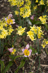 Obraz premium yellow flowers in spring