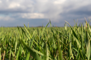 Young green wheat corn grass sprouts field on spring sunny day with clouds in countryside agriculture close-up