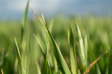 Obraz premium Young green wheat corn grass sprouts blade field on spring sunny day in countryside, agriculture close-up macro. Blurred unfocussed background