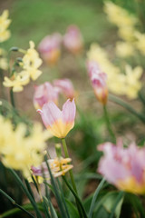 Obraz premium pink and yellow flowers