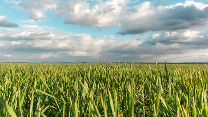 Young green wheat corn grass sprouts field on spring sunny day with clouds in countryside agriculture color graded vibrant close-up