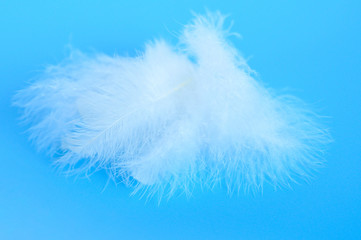 pile white fluffy bird feather from a chicken on a blue background