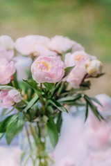 Delicate fresh pink peonies close-up, beautiful flowers in the summer garden, natural pleasant background