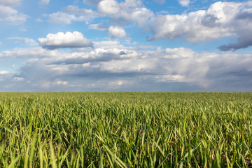 Young green wheat corn grass sprouts field on spring sunny day with clouds in countryside agriculture close-up