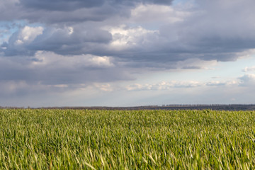 Young green wheat corn grass sprouts field on spring sunny warm day with clouds in countryside agriculture wide landscape