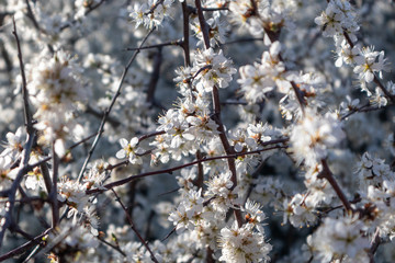Blackthorn tender white light spring flowers bloom with dark contrast bokeh blurred background. Sunny light natural blossom macro close-up foliage wallpaper
