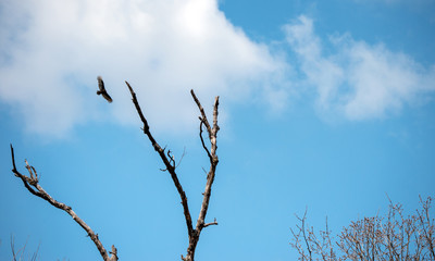 A bird of prey flies effortlessly in the open blue and white skies over a dead tree in Missouri. Bokeh.