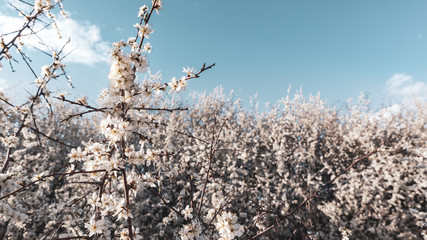 Hawthorn tender white light spring flowers blooming with bokeh blurred background. Sunny blue sky...
