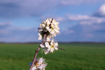 Tender white light spring flowers bloom with green field and cloudy sky horizon blurred background....