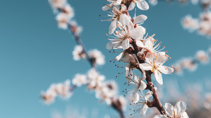 Hawthorn tender white light spring flowers blooming with bokeh blurred background. Sunny blue sky light natural blossom macro close-up foliage wallpaper