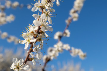 Tender white light spring flowers bloom with blue sky and bokeh blurred background. Sunny light natural blossom macro close-up foliage wallpaper
