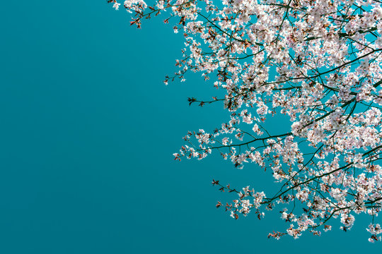 Pink plum or cherry blossoms are seen against a turquoise blue sky in spring along the Niagara Parkway, Niagara Falls, Ontario, Canada.