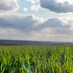 Fototapeta premium Young green wheat corn grass sprouts field hill on spring sunny day with clouds in countryside agriculture close-up