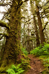 Abercrombie trees, Kodiak, Alaska