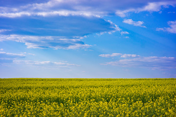 Obraz premium Rapeseed field on a sunny day with clear skies