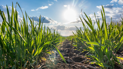 Young green wheat grass sprouts field. View from ground between rows with sun shining on spring day...