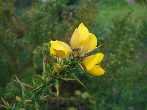 ulex europaeus - tojo