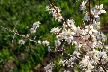 Tender white light spring flowers bloom with green grass and bokeh blurred background. Sunny light natural blossom macro close-up foliage wallpaper