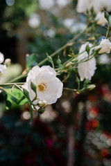white flower in a garden
