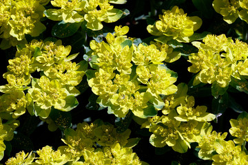 Vielfarbige Wolfsmilch (Euphorbia epithymoides)