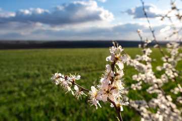 Tender white light spring flowers bloom with green field and cloudy sky horizon bokeh blurred...