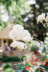 white roses in a garden