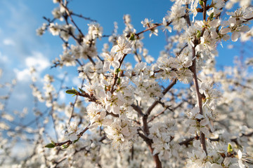 Tender white light spring flowers bloom with blue sky and bokeh blurred background. Sunny light...
