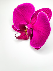 close up purple single Phalaenopsis orchid flower postcard on a white background