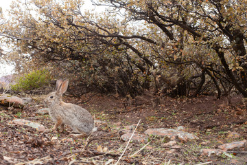 A cottontail rabbit gets his picture taken by a camera trap as he hops across a wildlife path under some scrub oak bushes in Southern Utah.