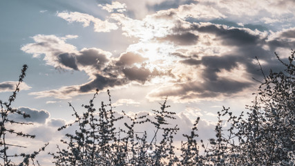 Lovely sunset sky, sun rays in clouds in warm colors. Tender white spring flowers bloom silhouette background. Sunny light natural blossom foliage wallpaper