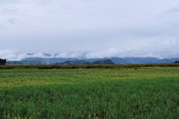 Plantación de cebolla verde