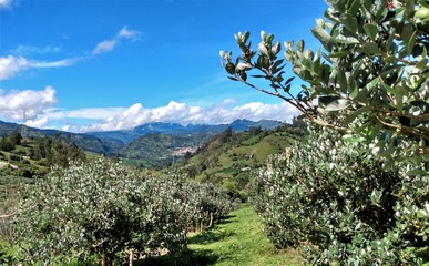 Plantación de feijoa en boyaca