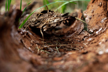 Tree bark in a beautiful forest