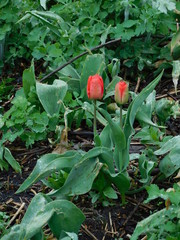
Red tulips grow among the grass