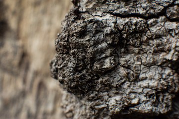 Macro Photography / Fotografia macro