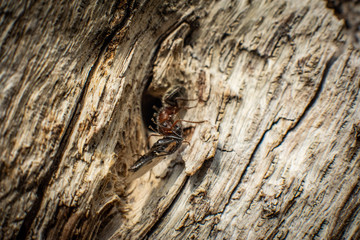 Macro Photography / Fotografia macro