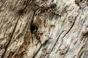 Macro Photography / Fotografia macro